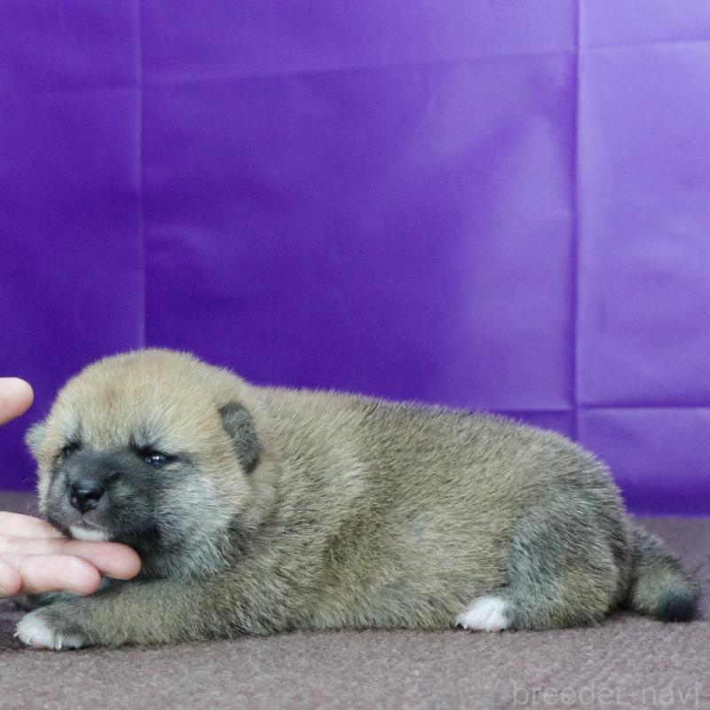 販売中の愛知県の柴犬-411600の2枚目